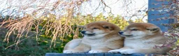 Shiba Inu cani in vendita: Cuccioli SHIBA INU  - Annuncio 12