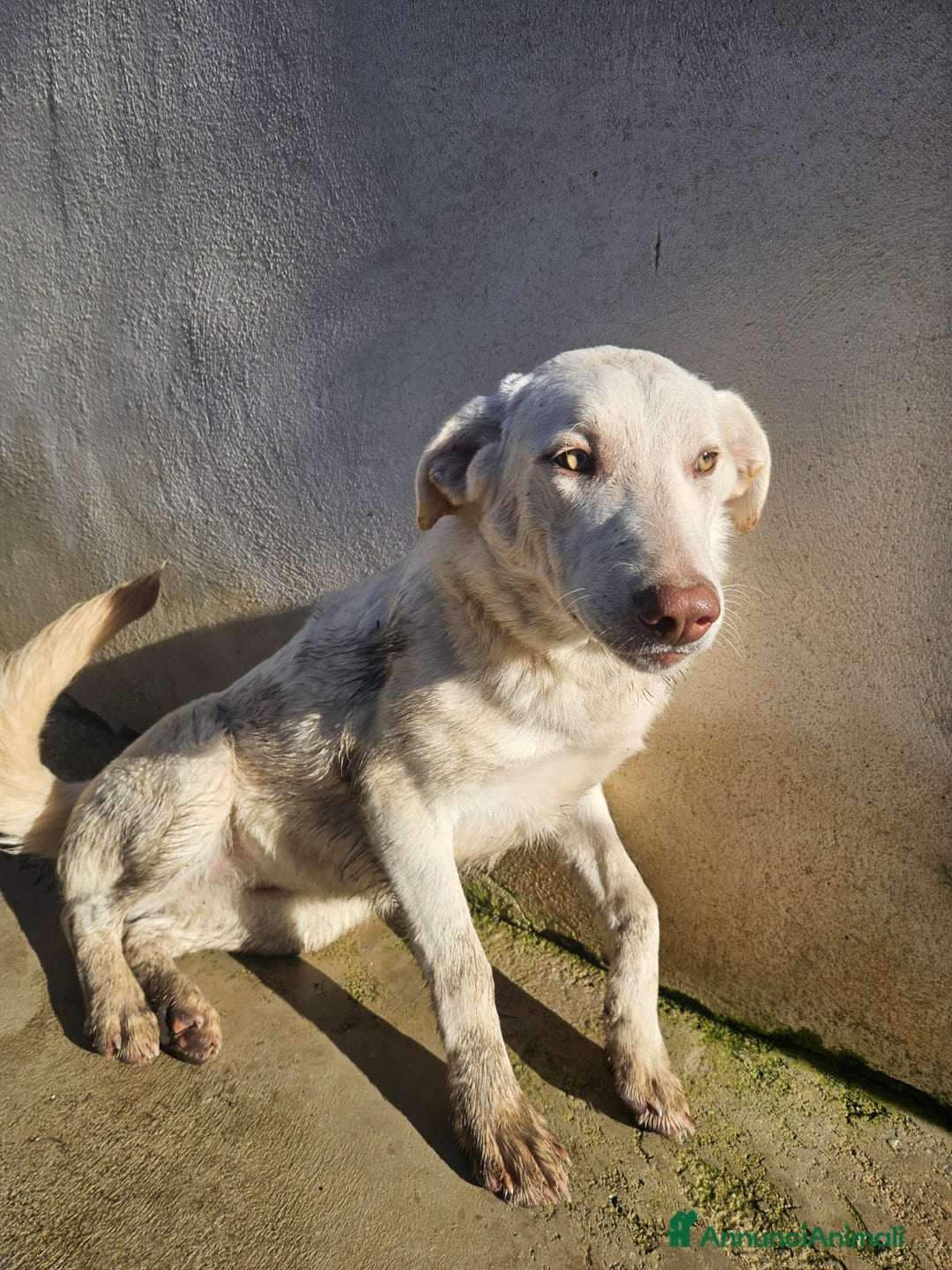 Meticcio cani in regalo: Chiara: 1 anno, socievole ed equilibrata - Annuncio 15