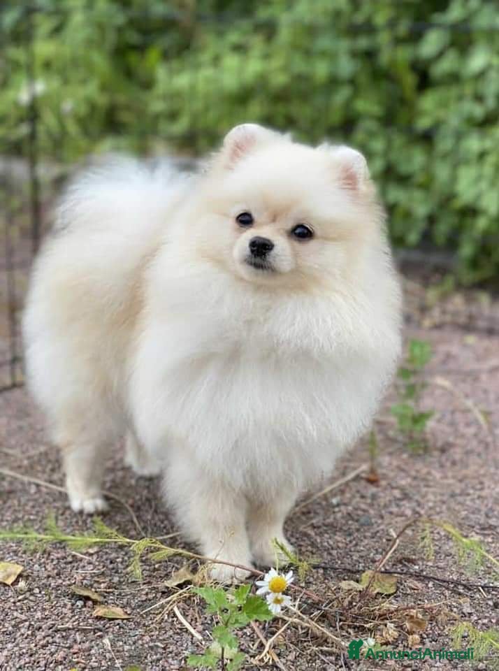 Spitz cani Spitz tedesco NANO Pomerania Femmina 5 anni  - Annuncio 1