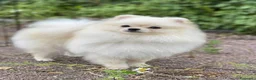 Spitz cani in vendita: Spitz tedesco NANO Pomerania Femmina 5 anni  - Annuncio 1