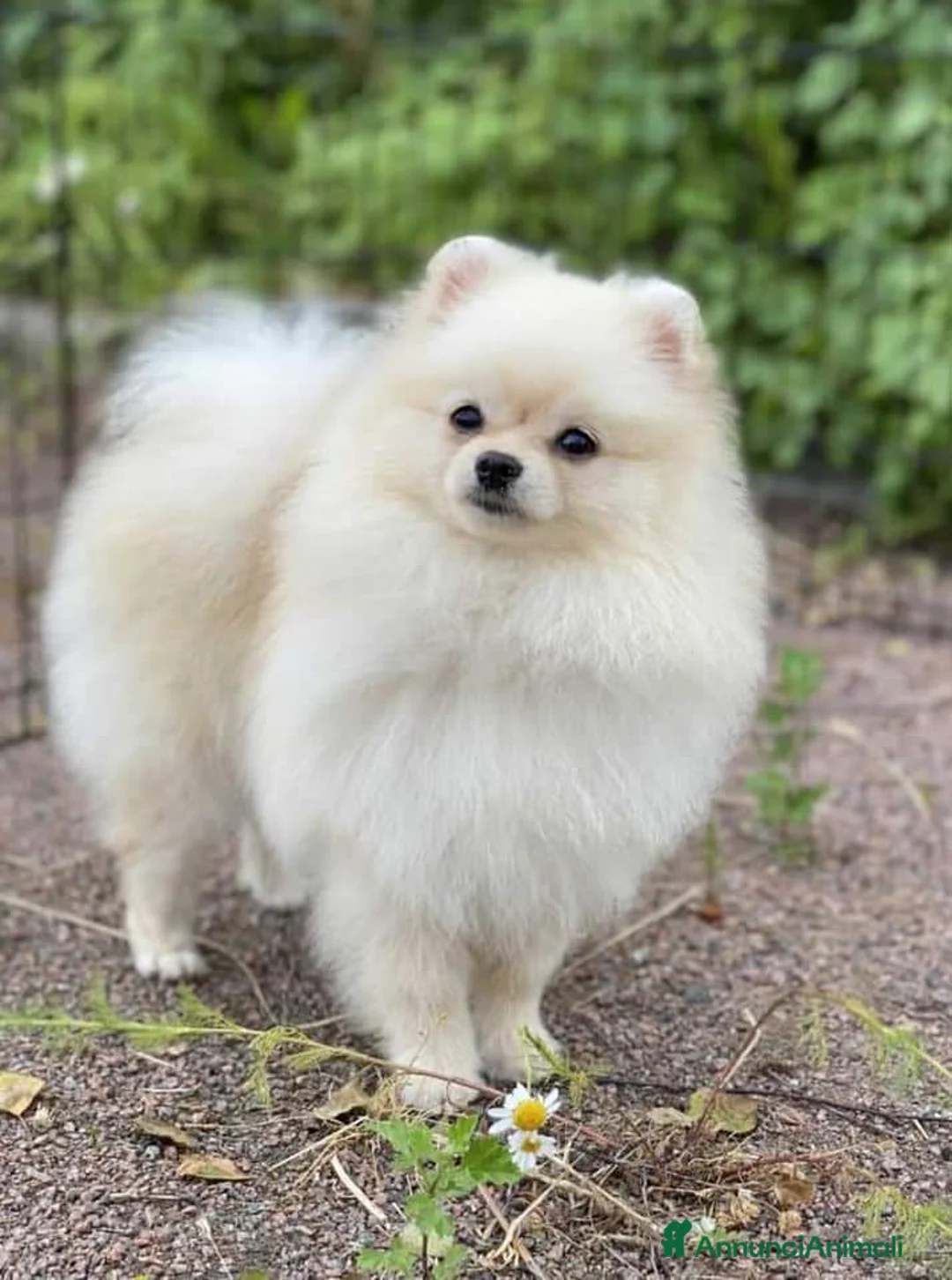 Spitz cani in vendita: Spitz tedesco NANO Pomerania Femmina 5 anni  - Annuncio 1