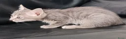 Altre razze gatti in vendita: Gattino (Padre Certosino) - Annuncio 6