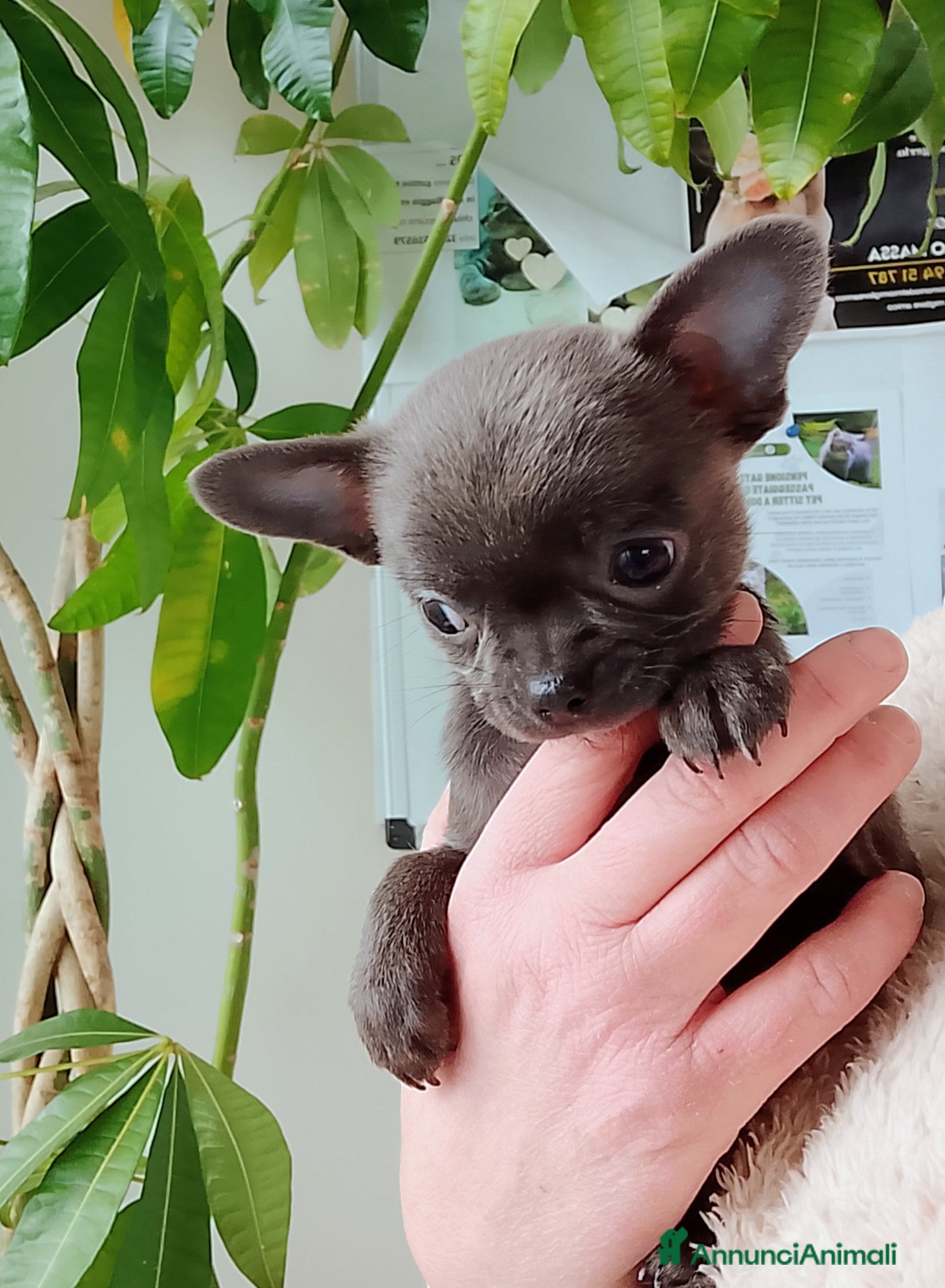 Chihuahua cani Chihuahua pedigree ENCI  - Annuncio 1