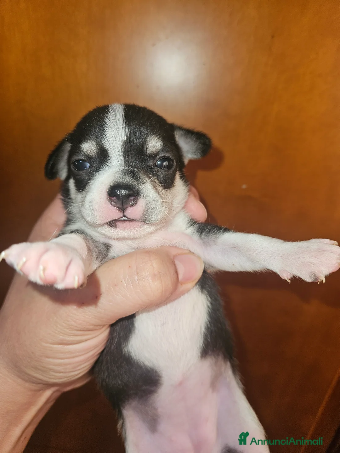 Chihuahua cani in vendita: Chihuahua cuccioli - Annuncio 12