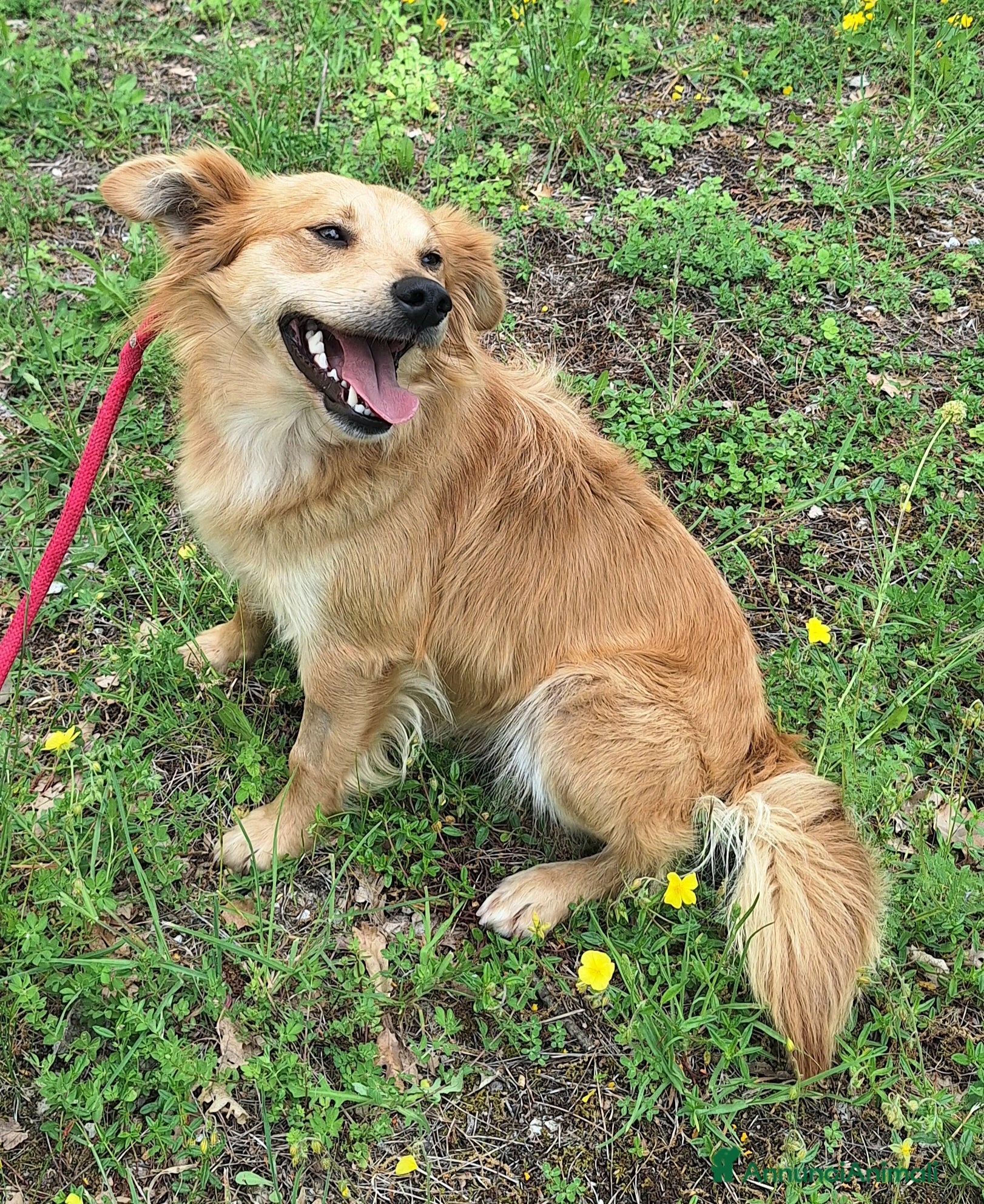Meticcio cani Plinio 2 anni Taglia piccola  - Annuncio 1