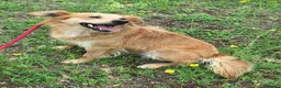 Meticcio cani in regalo: Plinio 2 anni Taglia piccola  - Annuncio 1