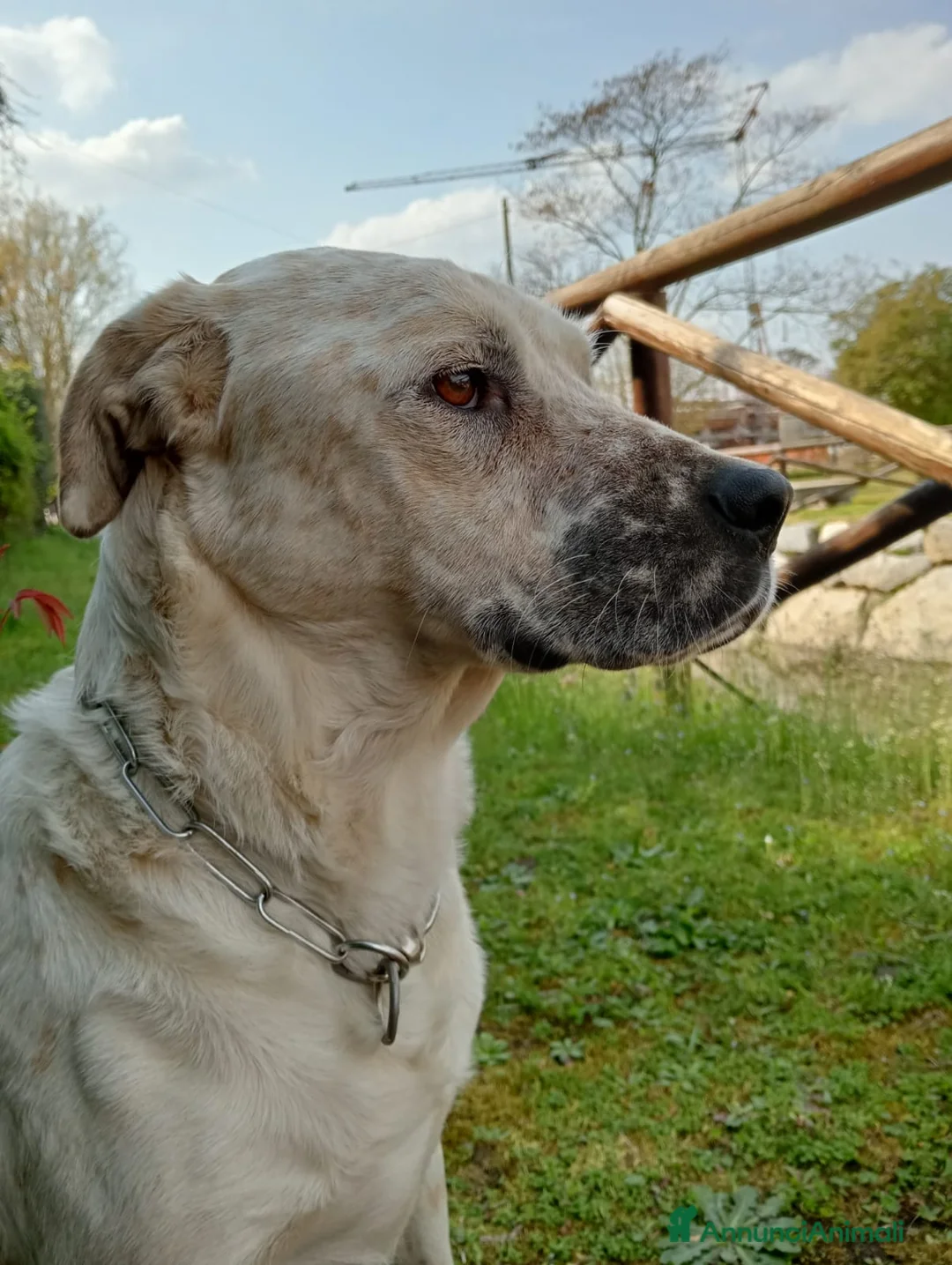 Meticcio cani in regalo: UNA MAMMA PER BIANCHINO  a Provincia di Pavia - Annuncio 5