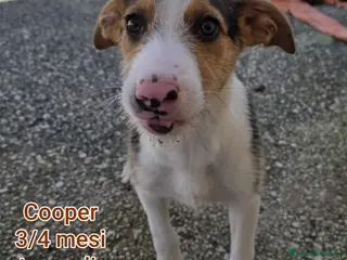 Meticcio cani CUCCIOLI BISOGNOSI IN CERCA D'AMORE - Annuncio 1