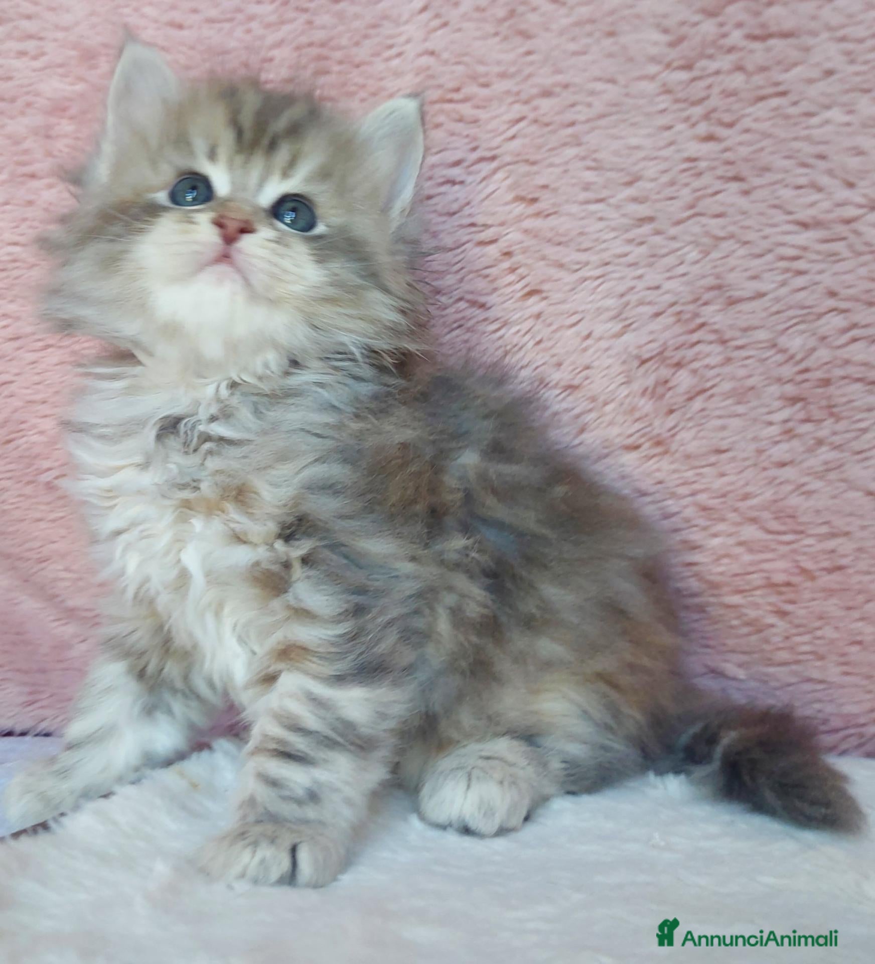Siberiano gatti in vendita: Cuccioli di gatto Siberiano Certificati  - Annuncio 13