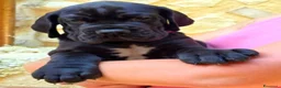 Alano cani in vendita: Cuccioli Alano Neri e blu - Annuncio 4