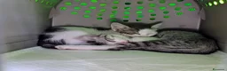Meticcio gatti in regalo: Piko e Bok, fratellini in cerca di casa - Annuncio 1