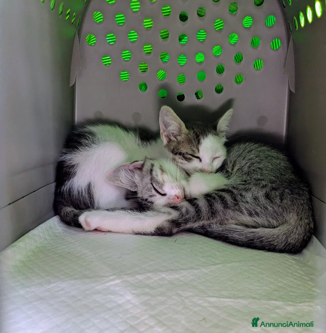 Meticcio gatti in regalo: Piko e Bok, fratellini in cerca di casa - Annuncio 1
