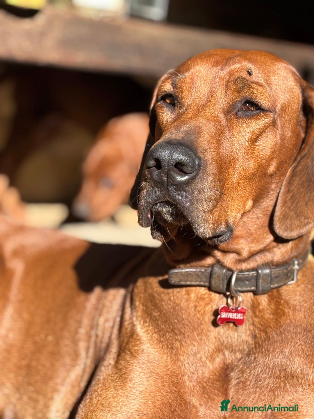 Rhodesian Ridgeback cani in vendita: Rhodesian Ridgeback  - Annuncio 1