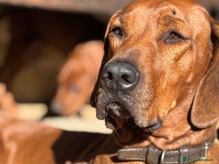 Rhodesian Ridgeback cani Rhodesian Ridgeback - Annuncio 32