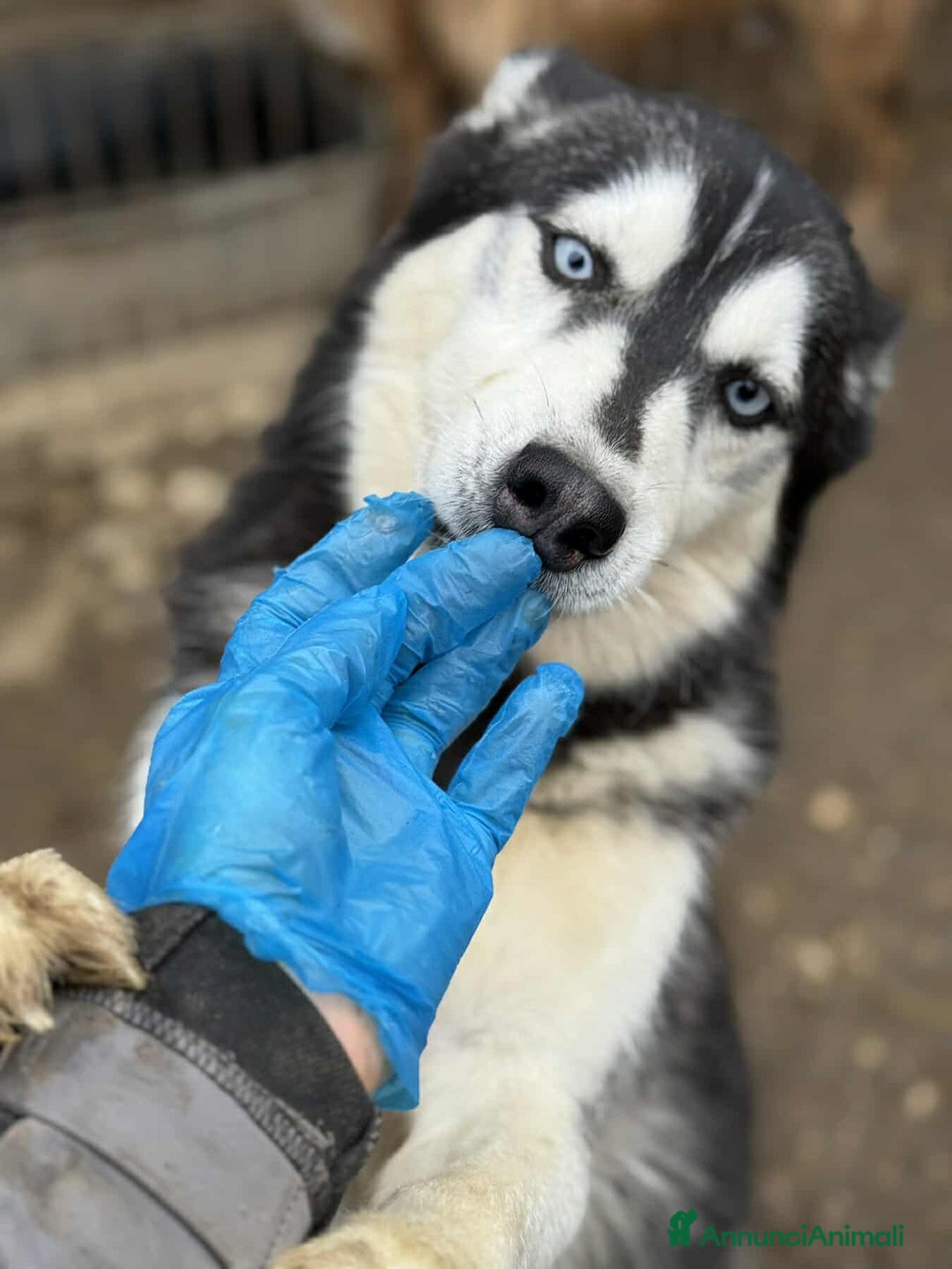 Husky cani in regalo: ECHO, HUSKY bella da togliere il fiato! - Annuncio 2