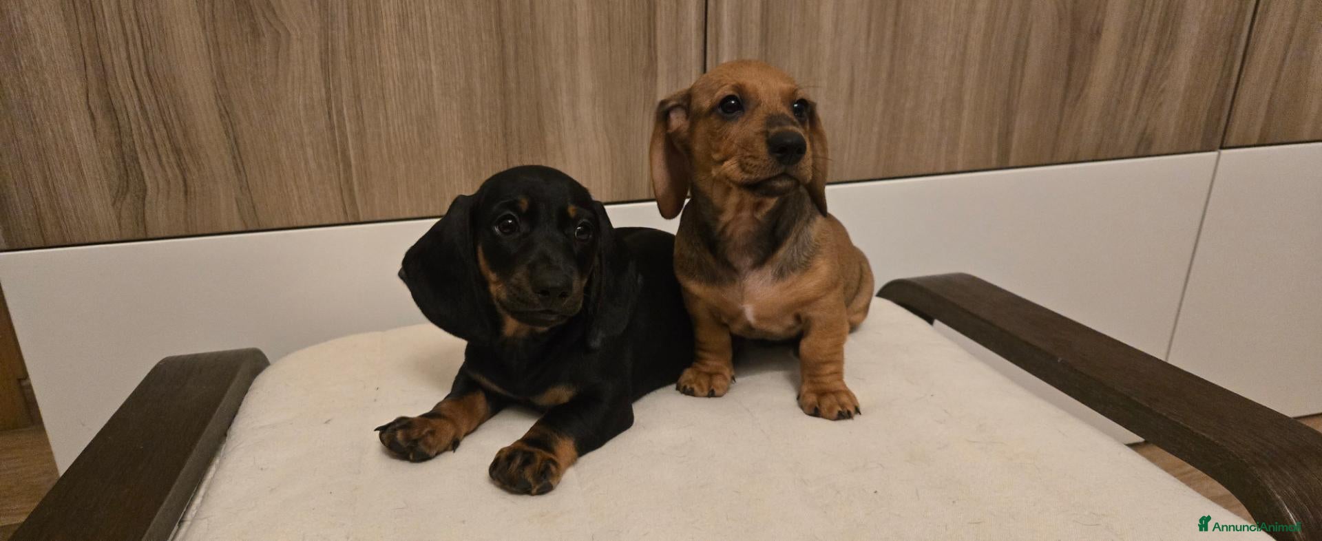 Bassotto cani BASSOTTINI MASCHI  - Annuncio 1