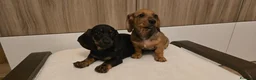 Bassotto cani in vendita: BASSOTTINI MASCHI  - Annuncio 1