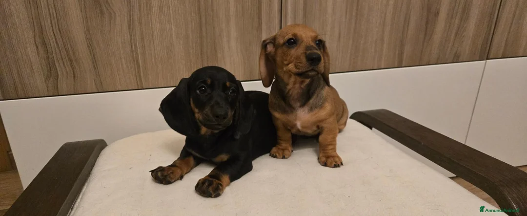 Bassotto cani in vendita: BASSOTTINI MASCHI  - Annuncio 1