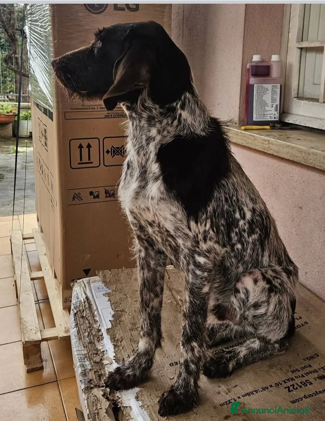 Kurzhaar cani in regalo: Cagnolino Kurzahar - Annuncio 2