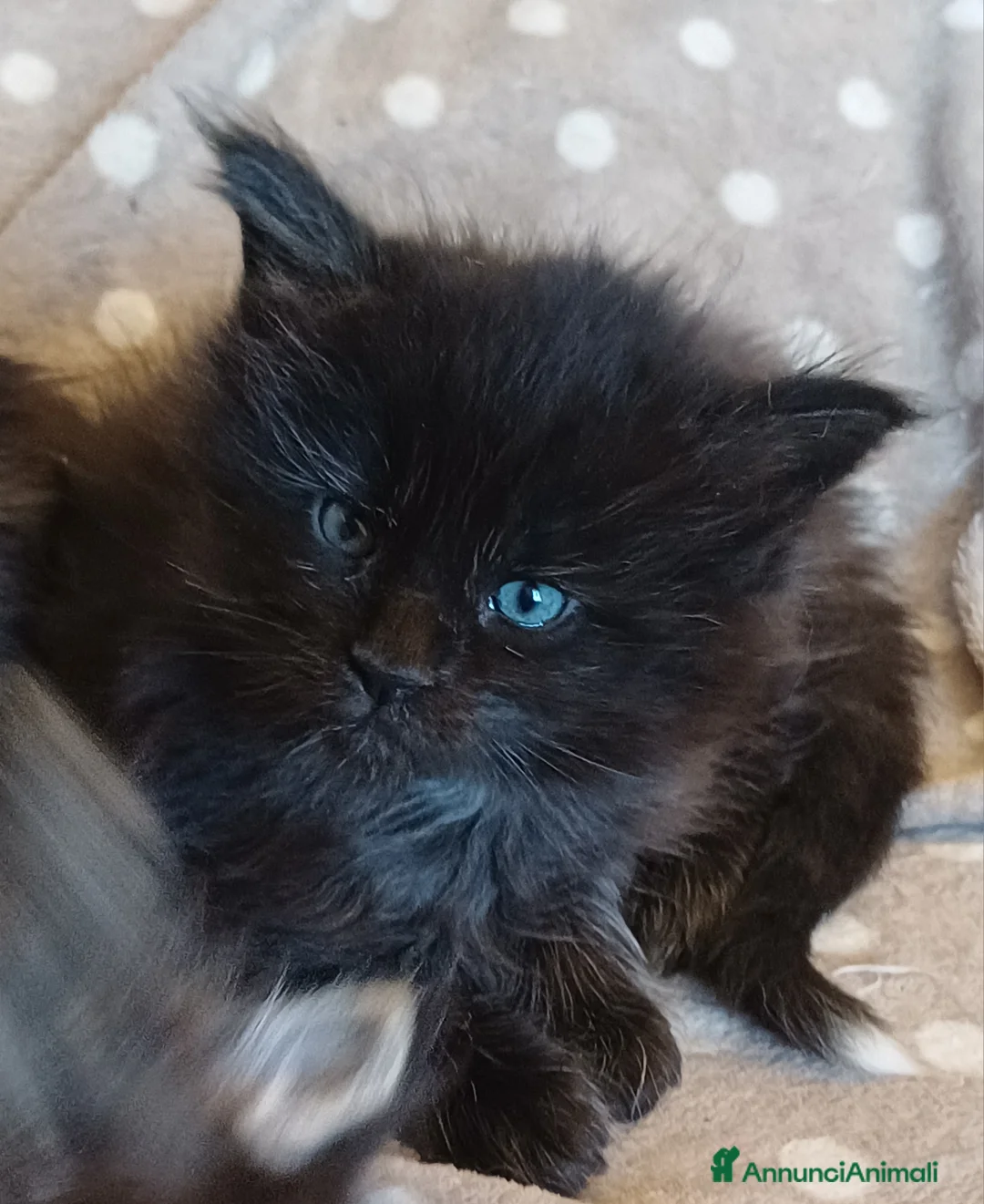 Maine Coon gatti in vendita: Cuccioli di Maine Coon linea estera - Annuncio 3