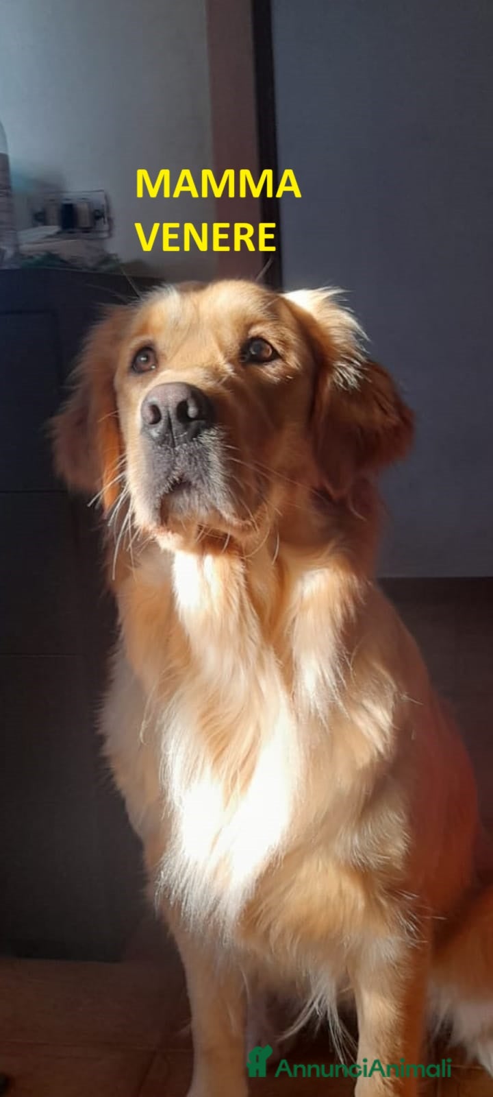 Golden Retriever cani Splendidi golden Retriever angloamericani - Annuncio 3