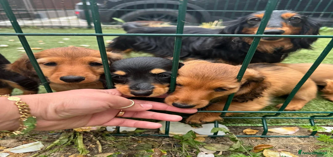 Immagine della galleria {{count}}