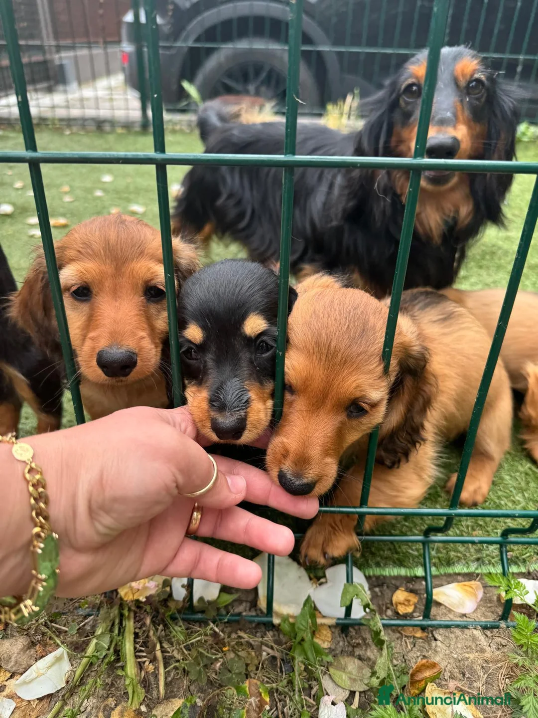 Immagine della galleria {{count}}