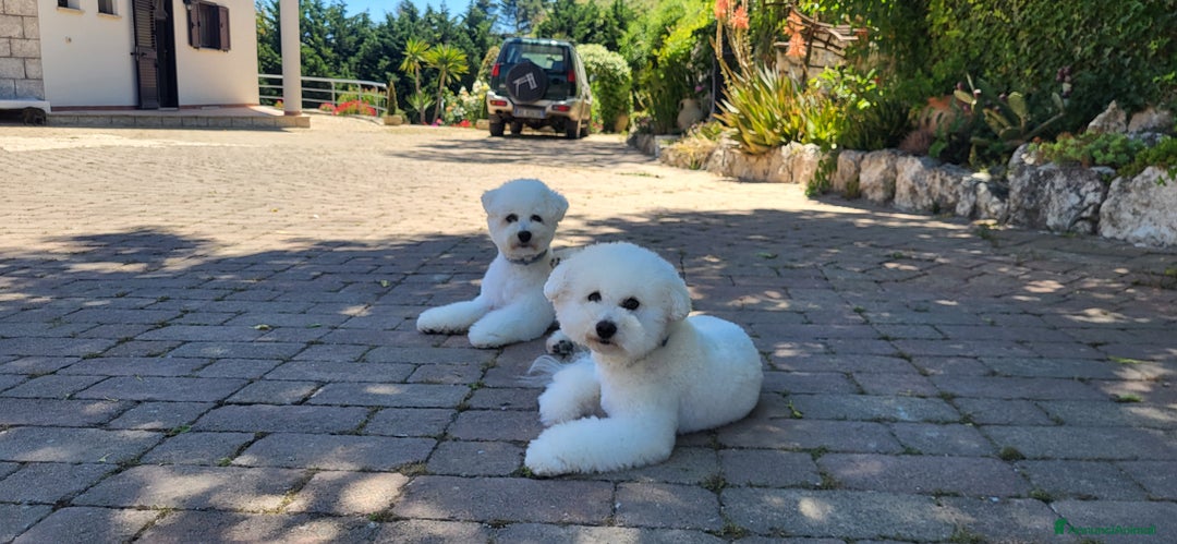 Bichon cani in vendita: Cucciole di bichon frisè  - Annuncio 5