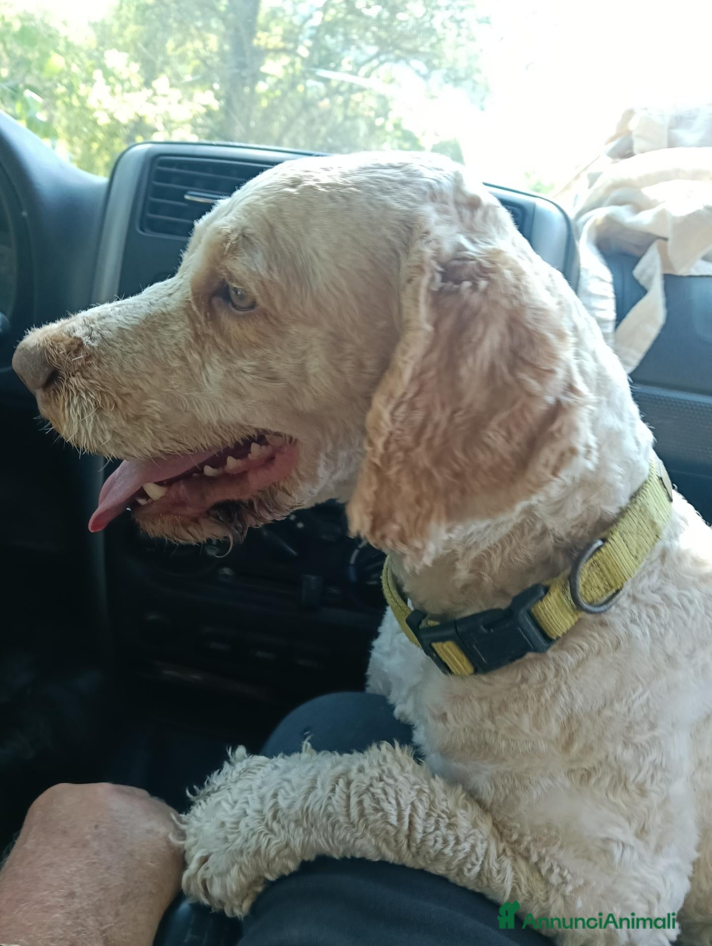 Lagotto cani  CUCCIOLI DI LAGOTTO ROMAGNOLO CON PEDIGREE - Annuncio 4