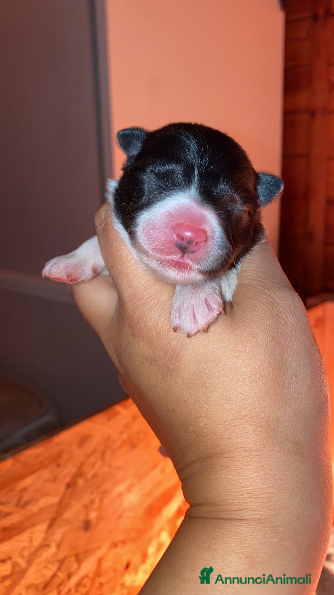 Border Collie cani in vendita: Border collie merle e neri - Annuncio 4