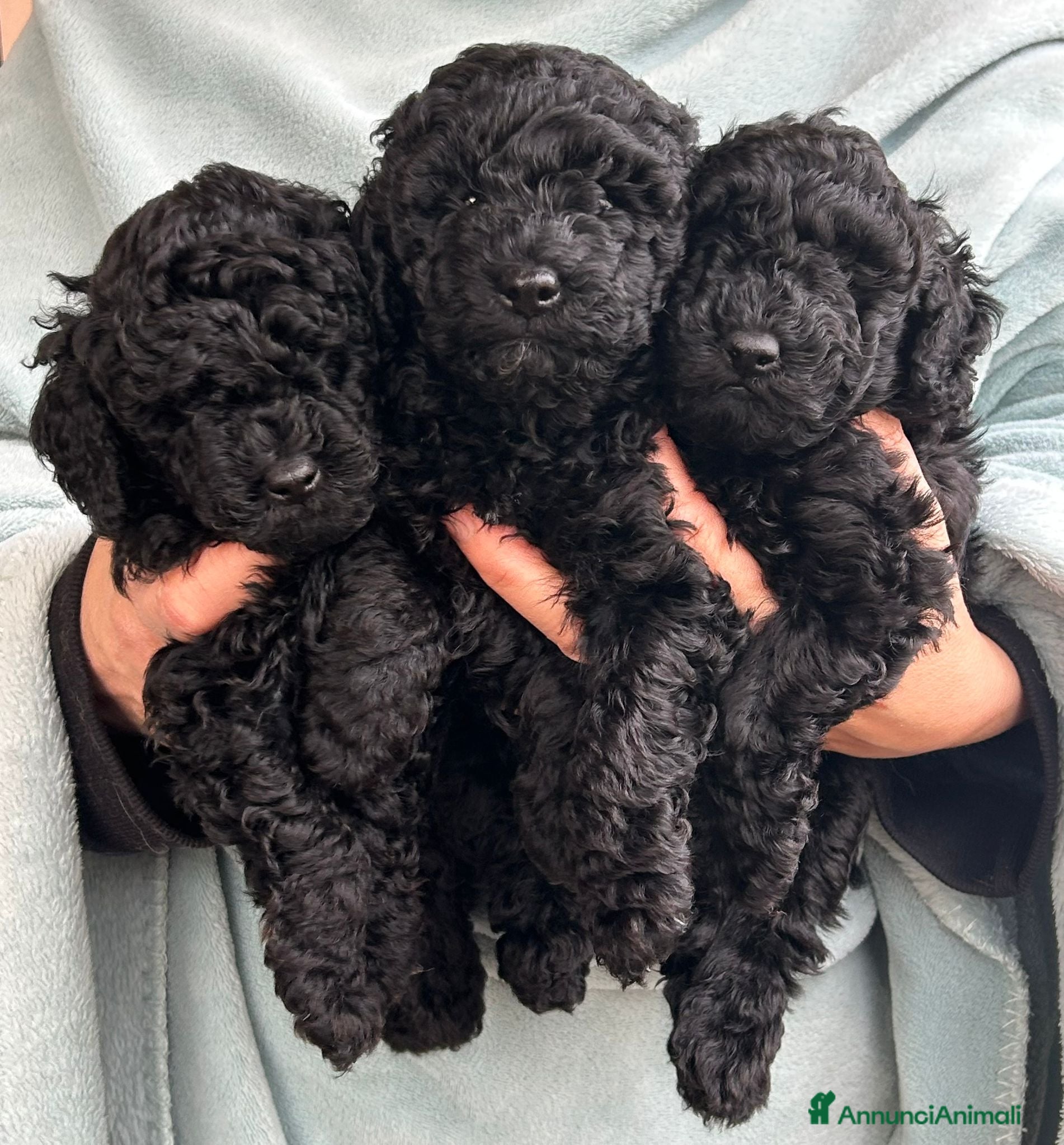 Meticcio cani Barboncini neri - Annuncio 1
