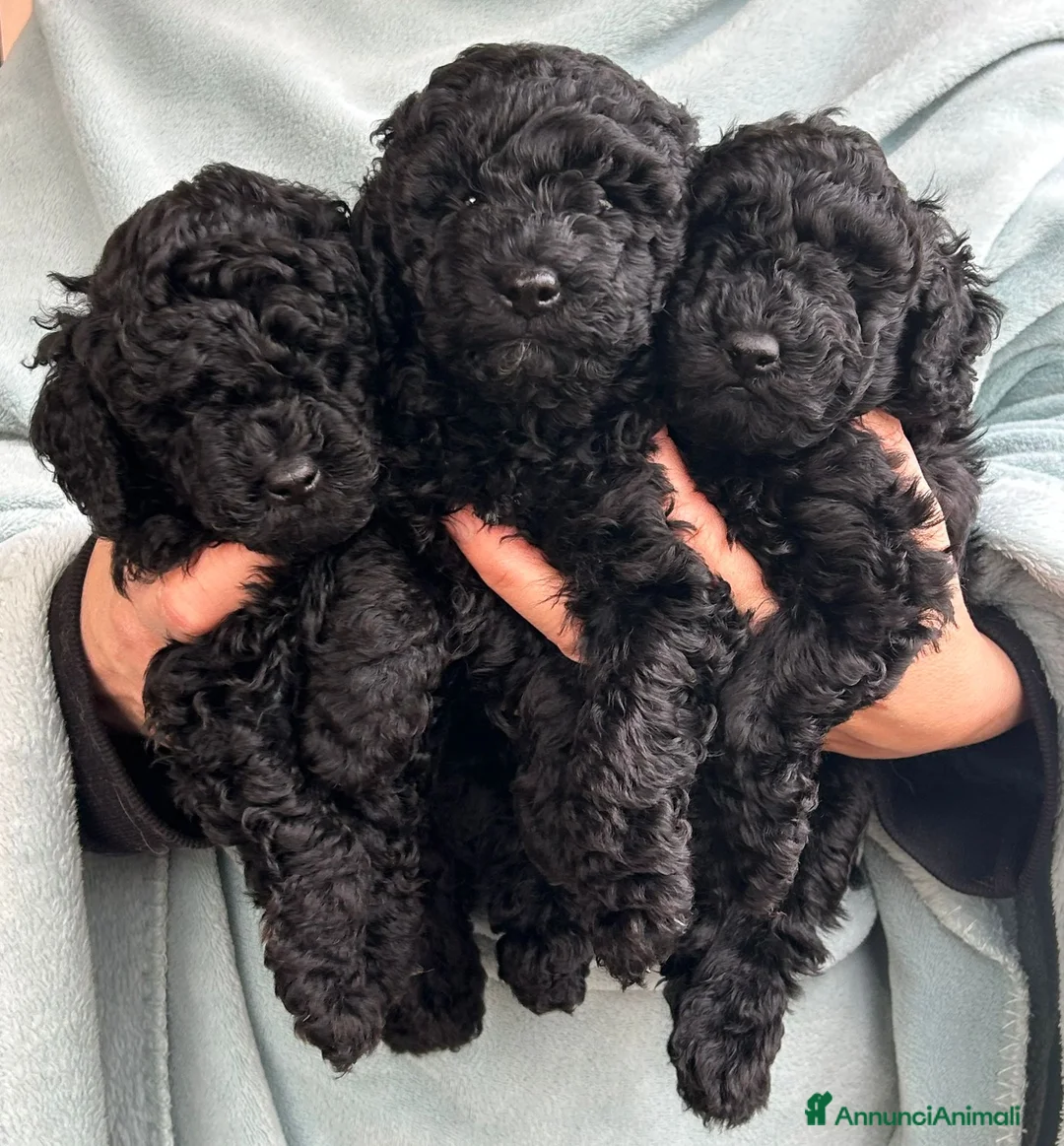 Meticcio cani in vendita: Barboncini neri - Annuncio 1