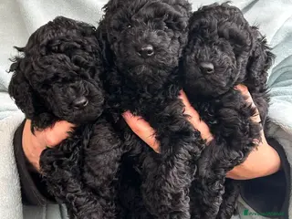 Meticcio cani Barboncini neri - Annuncio 1