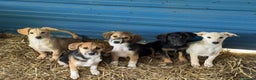 Meticcio cani in regalo: 6 CUCCIOLI NANETTI cercano coccole! - Annuncio 3