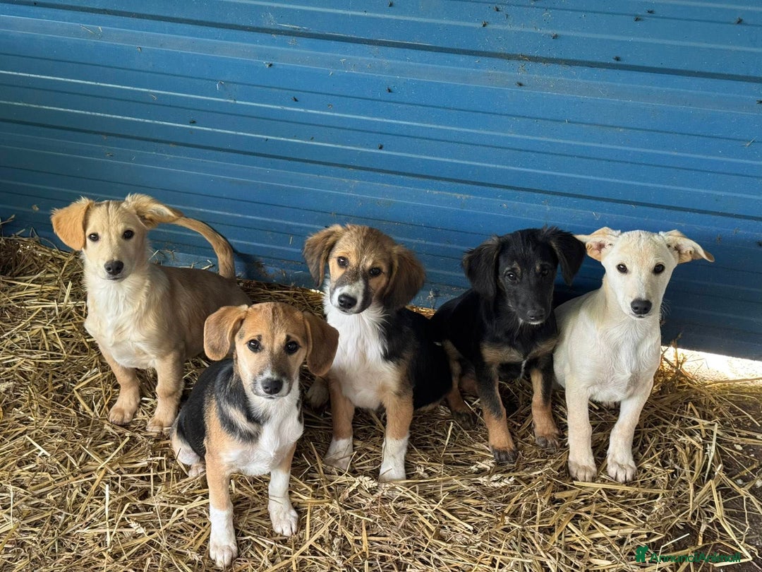 Meticcio cani in regalo: 6 CUCCIOLI NANETTI cercano coccole! - Annuncio 3