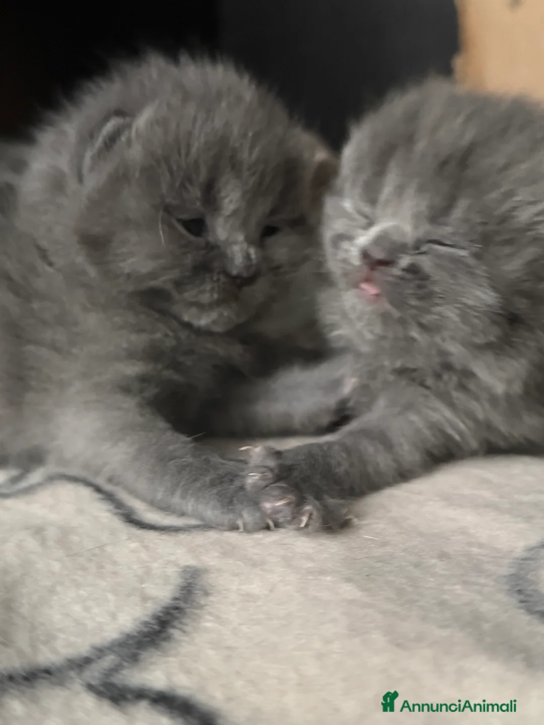 Scottish gatti in vendita: Gattini scottish fold blue - Annuncio 6