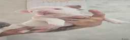 Bulldog Francese cani in vendita: Bulldog francesi esotici a Città Metropolitana di Napoli - Annuncio 2