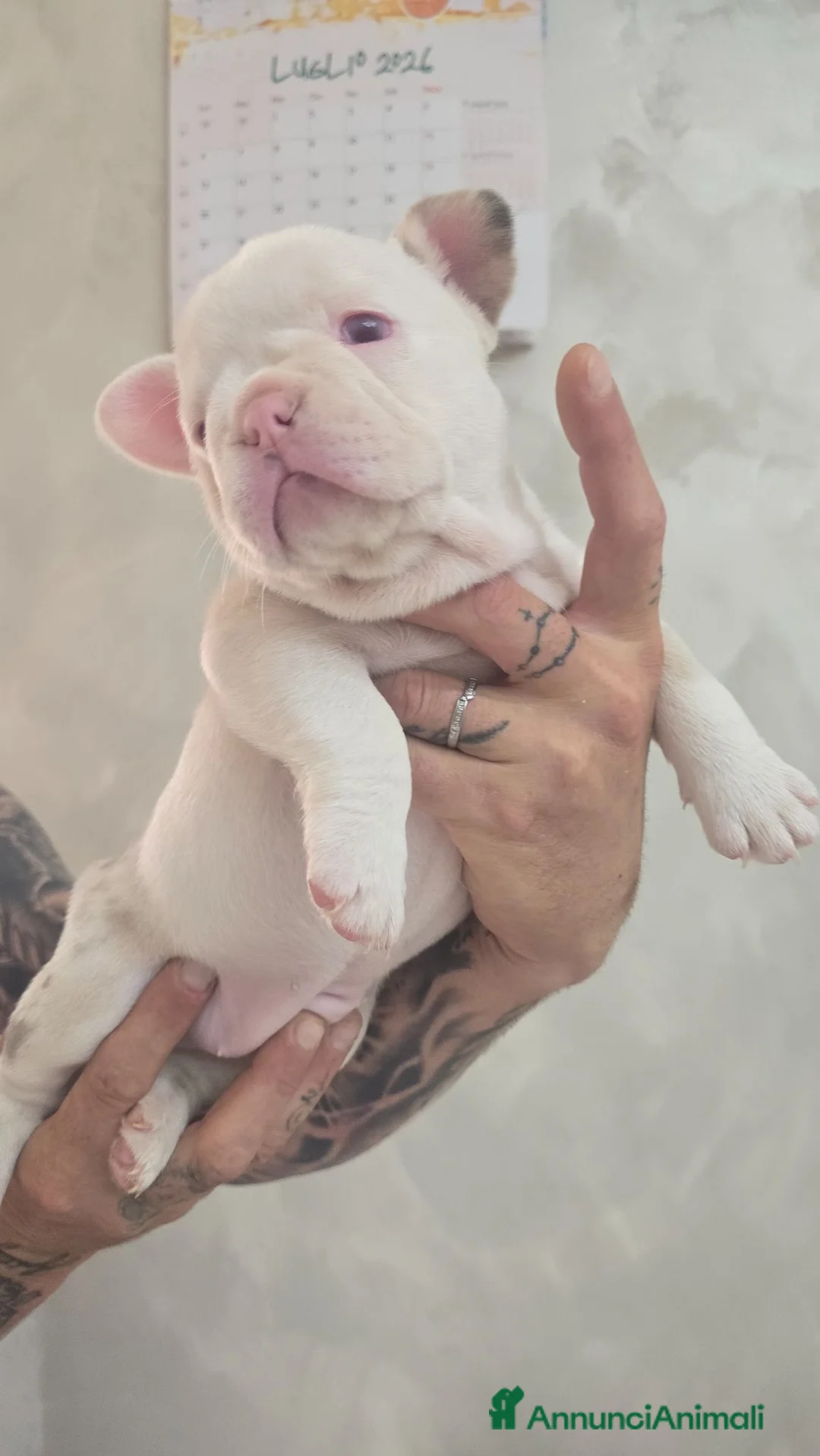 Bulldog Francese cani in vendita: Bulldog francesi esotici a Città Metropolitana di Napoli - Annuncio 2