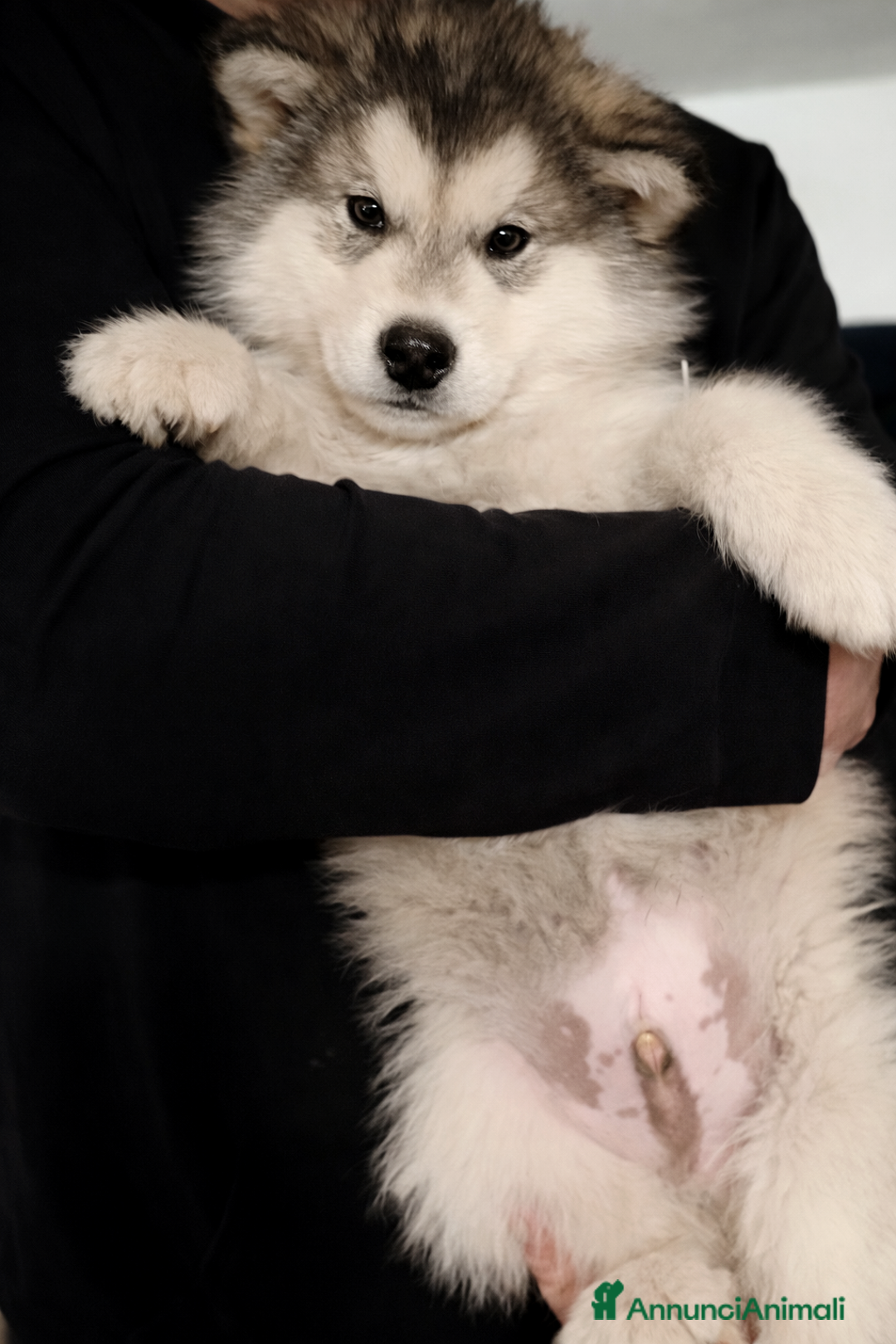 Alaskan Malamute cani in vendita: Cucciolo di alaskan malamute - Annuncio 5