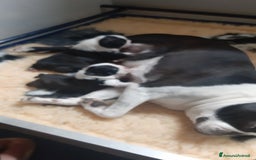 Boston Terrier cani in vendita: Boston terrier con pedigree  a Metropolitan City of Milan - Immagine 19