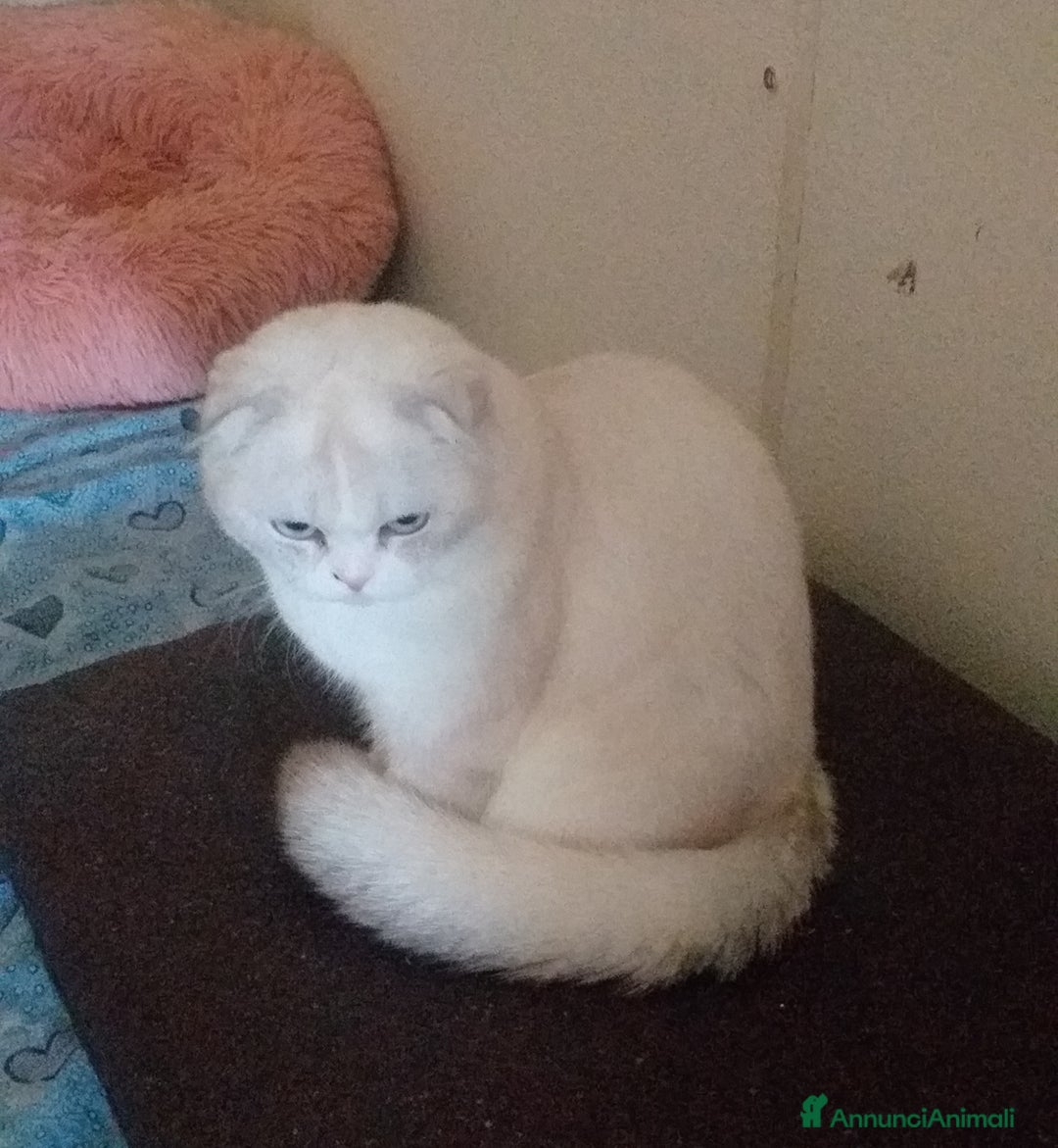 Scottish gatti in vendita: Cucciola Scottish Fold  - Annuncio 3
