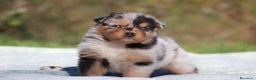 Australian Shepherd cani in vendita: PAstori Australiani cuccioli-Biancaneve e i 6 Nani - Annuncio 12