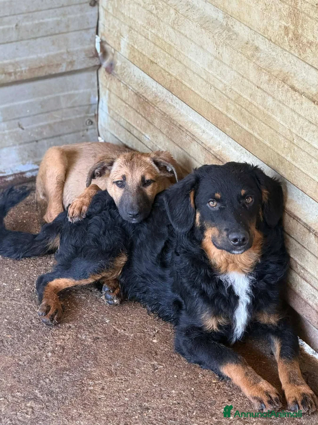 Meticcio cani in regalo: ZAYN, il cucciolo più affettuoso della terra! - Annuncio 2