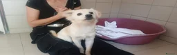 Meticcio cani in regalo: FIOCCO CERCA LA SUA FAMIGLIA PER LA VITA - Annuncio 3