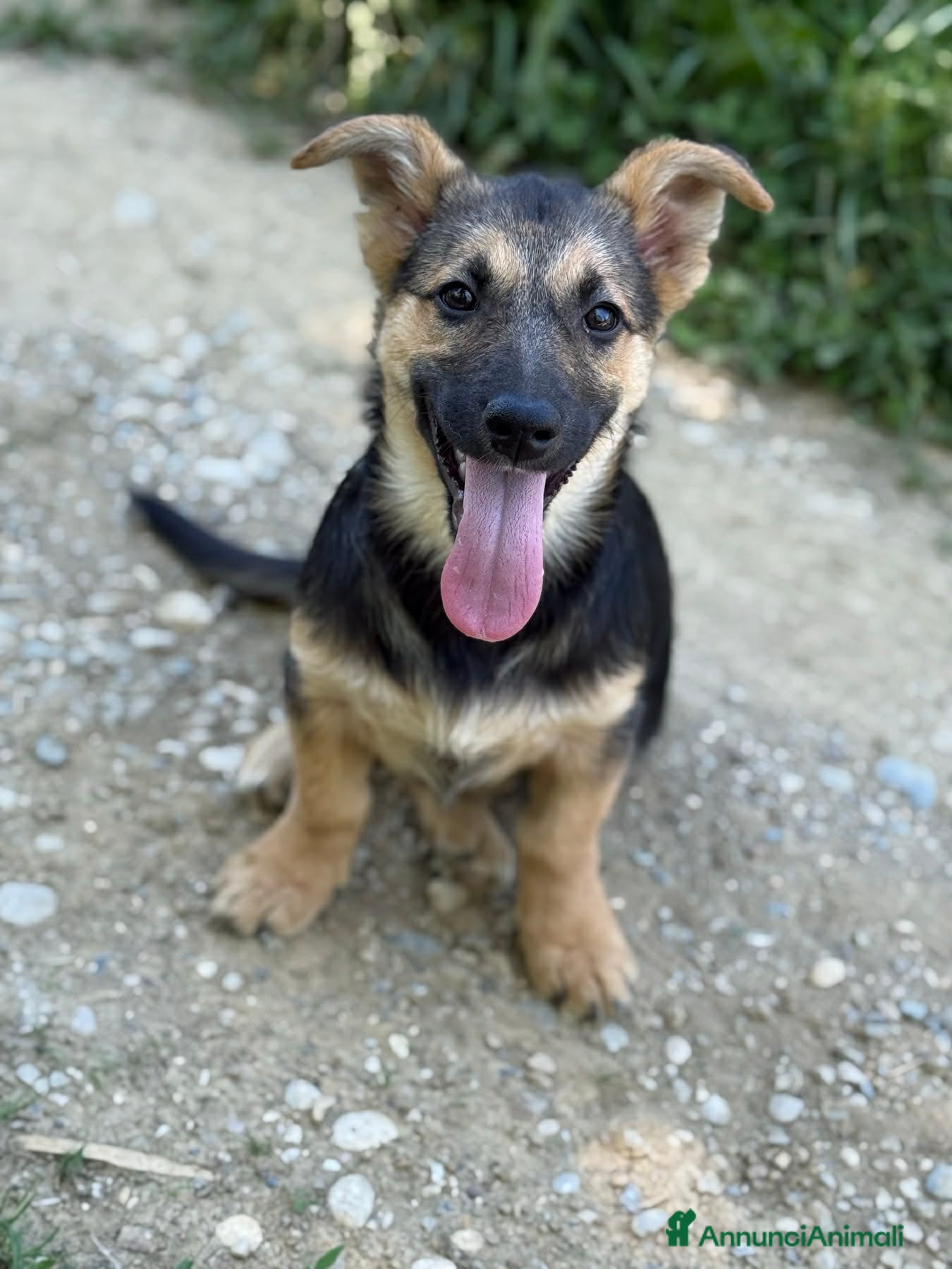 Meticcio cani in regalo: VIKY, buffa cucciola ZAMPACORTA! TG MEDIO PICCOLA - Annuncio 3