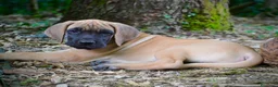Alano cani in vendita: Alano cuccioli  - Annuncio 2