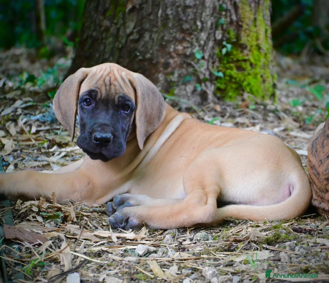 Alano cani in vendita: Alano cuccioli  - Annuncio 2