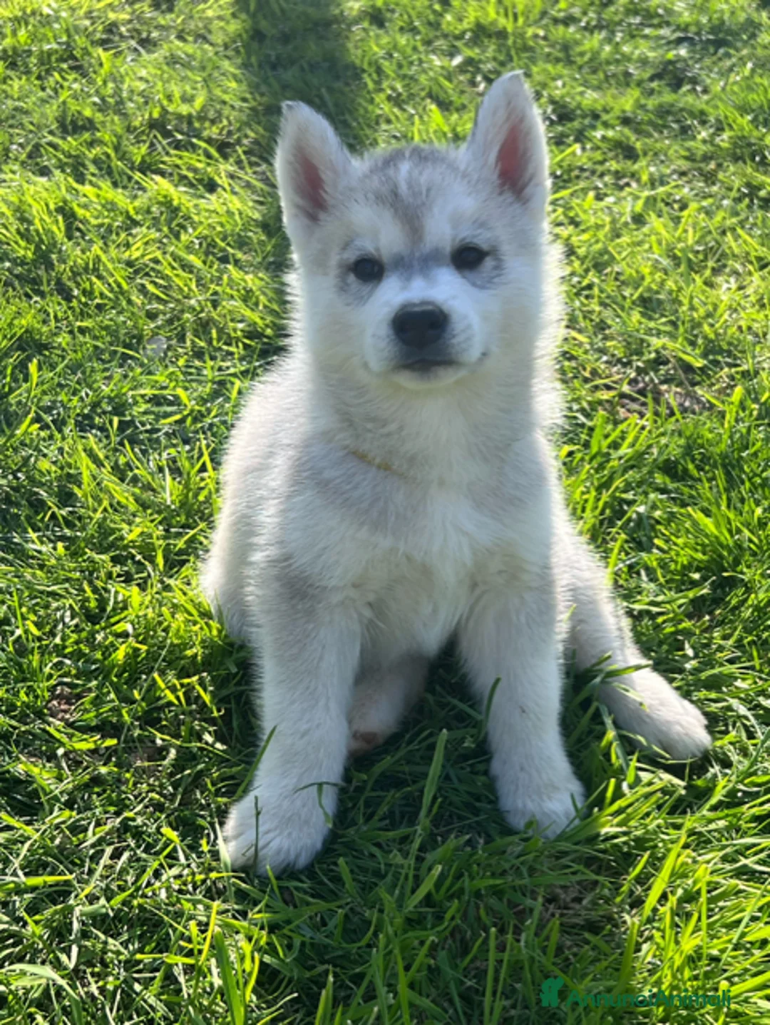 Husky cani in vendita: Magnifica cucciola di Siberian Husky a Provincia di Cuneo - Annuncio 3