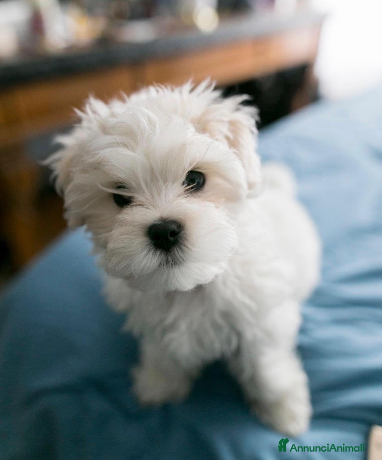 Maltese cani Maltese toy - Annuncio 2