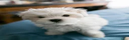 Maltese cani in vendita: Maltese toy - Annuncio 1